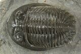 Detailed Hollardops Trilobite Fossil - Ofaten, Morocco #345161-1